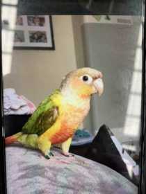 Lost Conure