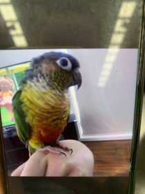 Lost Conure