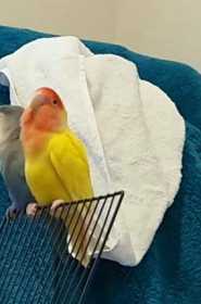 Lost Lovebird