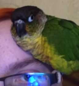 Lost Conure