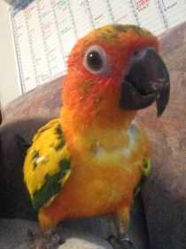 Lost Conure