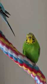 Lost Budgerigar