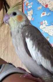 Lost Cockatiel