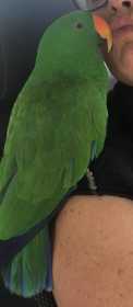 Lost Eclectus