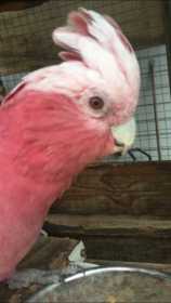 Lost Galah Cockatoo