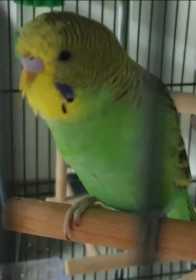 Lost Budgerigar