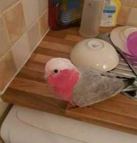 Lost Galah Cockatoo