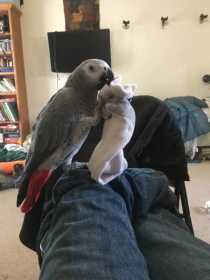 Lost African Grey