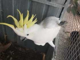 Lost Cockatoo