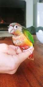 Lost Conure
