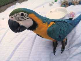 Lost Macaw