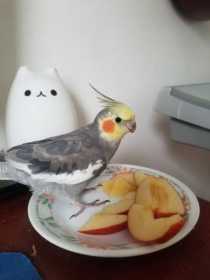 Lost Cockatiel