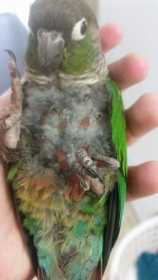 Lost Conure