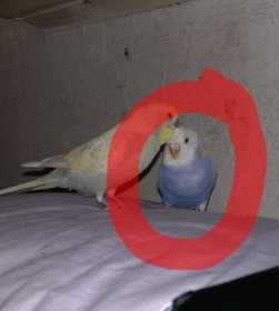 Lost Budgerigar