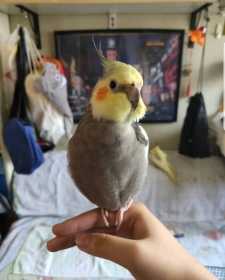 Lost Cockatiel