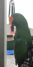 Lost Eclectus