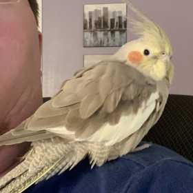 Lost Cockatiel