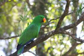 Lost Eclectus