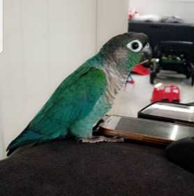 Lost Conure