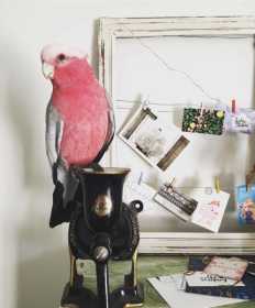 Lost Galah Cockatoo