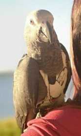 Lost African Grey