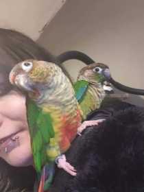 Lost Conure