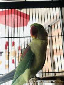Lost Alexandrine