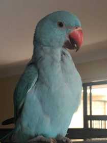 Lost Indian Ringneck Parakeet