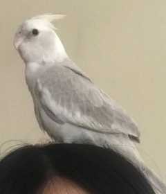 Lost Cockatiel