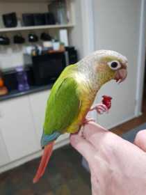 Lost Conure