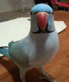 Lost Indian Ringneck Parakeet