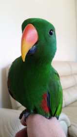 Lost Eclectus