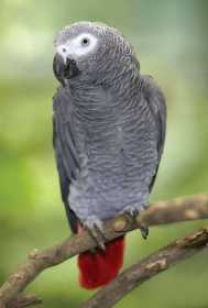 Lost African Grey