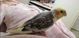 Lost Cockatiel