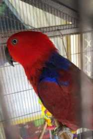 Lost Eclectus