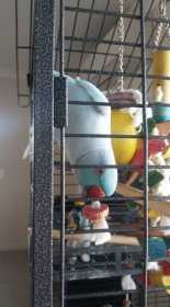 Lost Indian Ringneck Parakeet