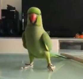 Lost Indian Ringneck Parakeet