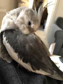 Lost Cockatiel