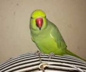 Lost Alexandrine