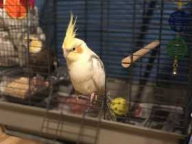 Lost Cockatiel