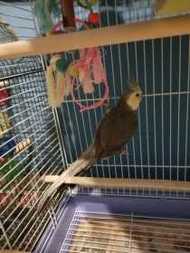 Lost Cockatiel