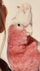 Lost Galah Cockatoo