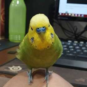 Lost Budgerigar