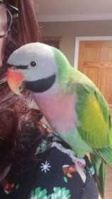 Lost Mustached / Moustached Parakeet