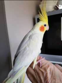 Lost Cockatiel