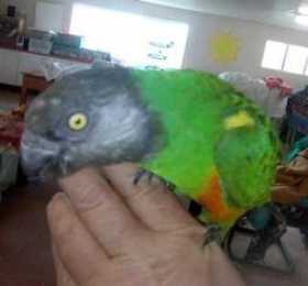 Lost Senegal