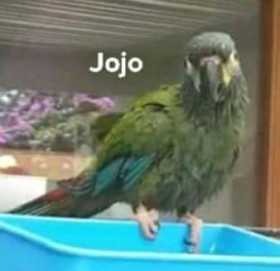 Lost Macaw