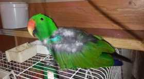 Lost Eclectus