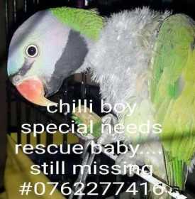 Lost Mustached / Moustached Parakeet