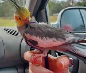 Lost Cockatiel